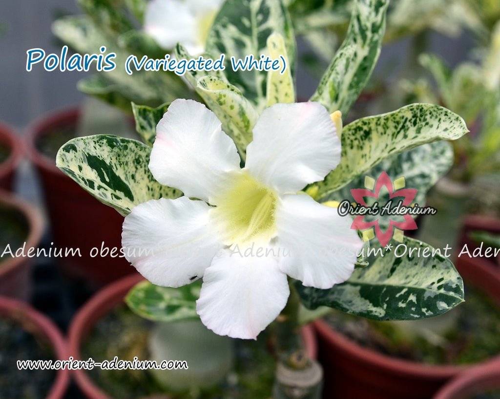 Adenium obesum Polaris (Variegated leaves White) Grafted plant