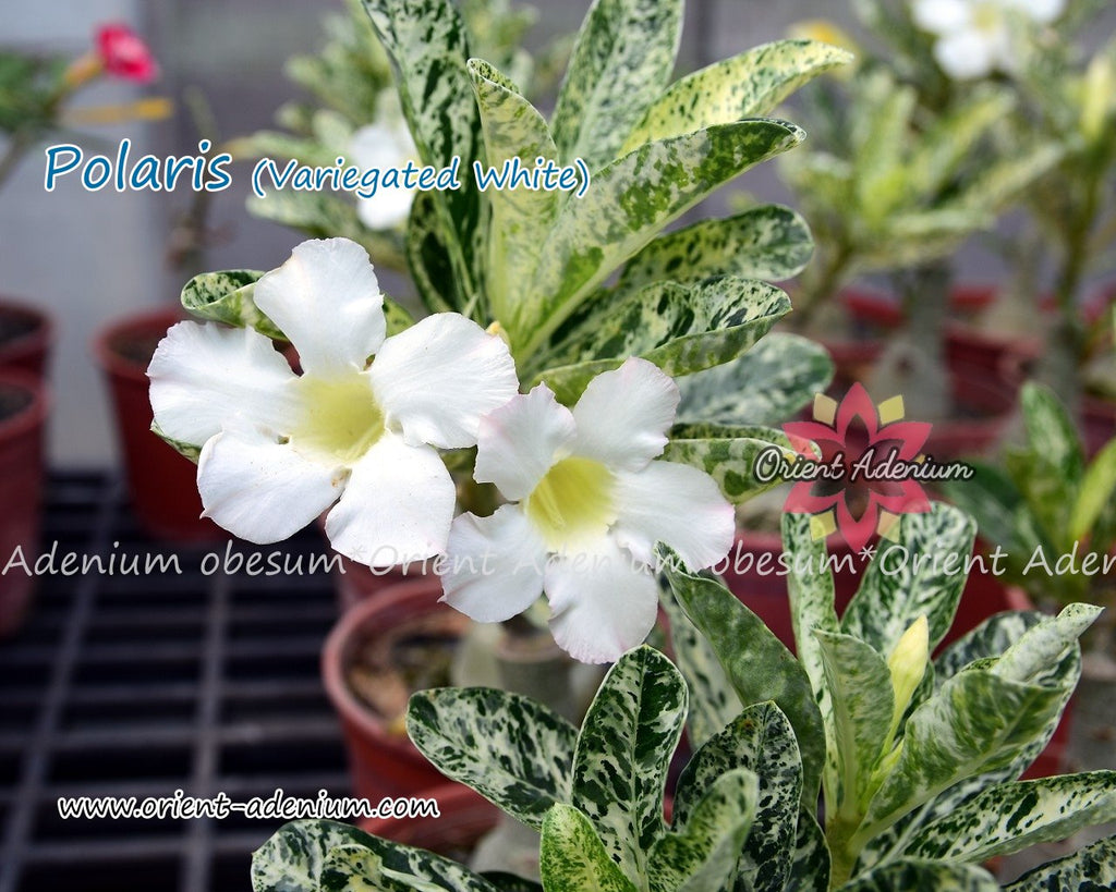 Adenium obesum Polaris (Variegated leaves White) Grafted plant