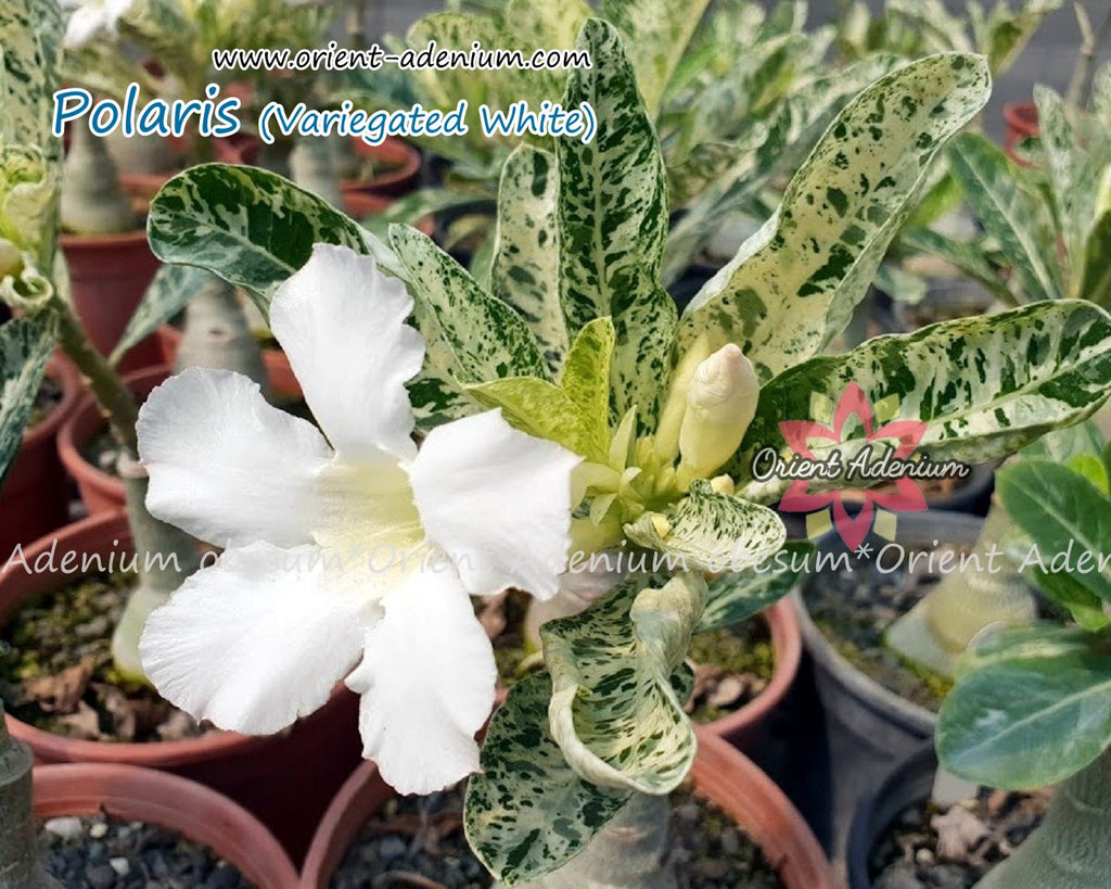 Adenium obesum Polaris (Variegated leaves White) Grafted plant