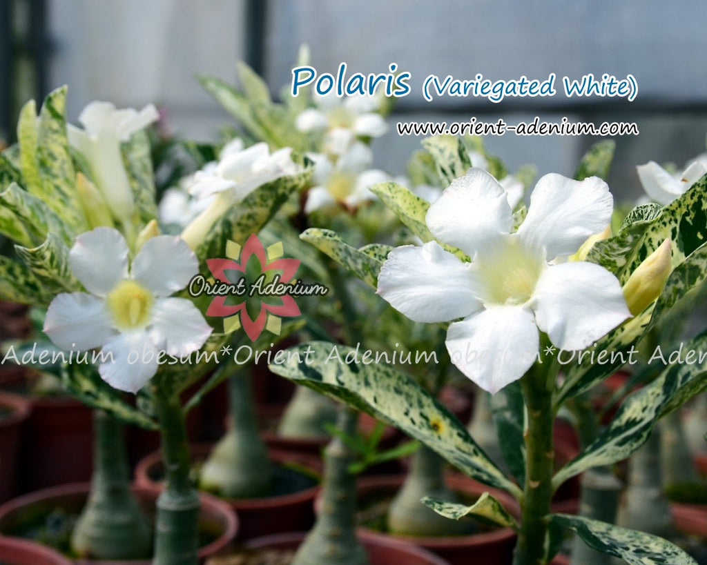 Adenium obesum Polaris (Variegated leaves White) Grafted plant