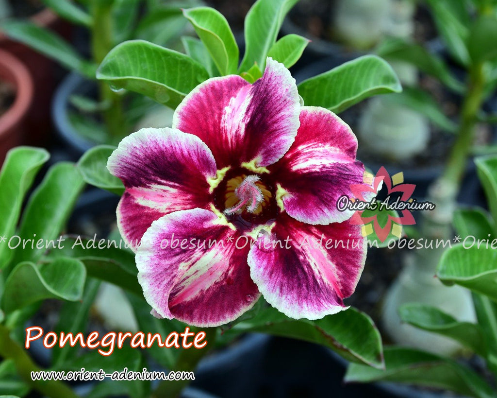 Adenium obesum Pomegranate Grafted plant