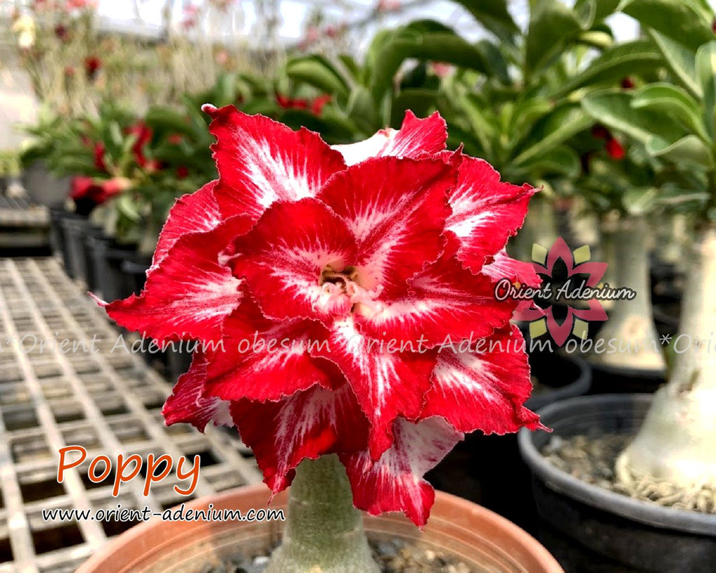 Adenium obesum Poppy Grafted plant