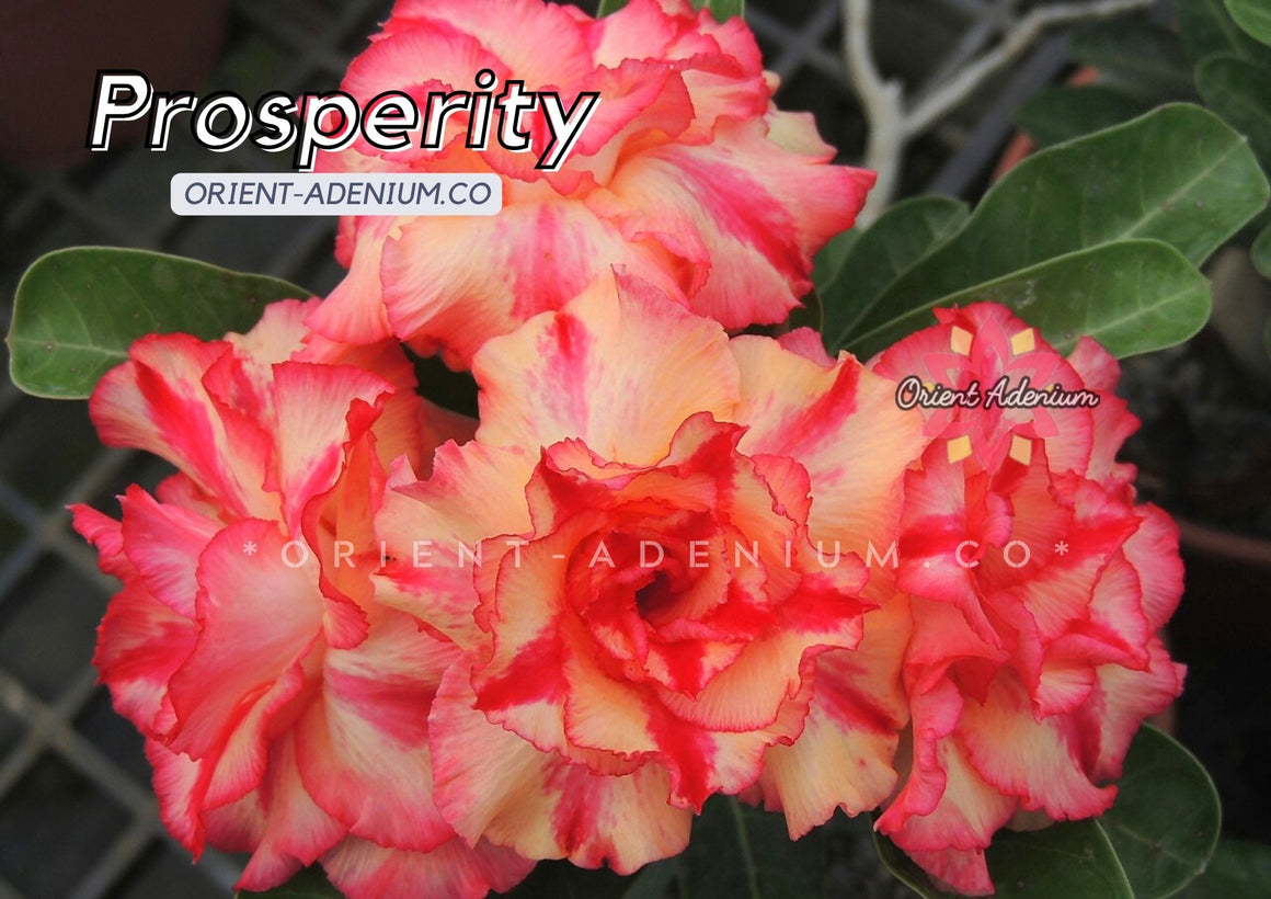 Adenium obesum Prosperity seeds