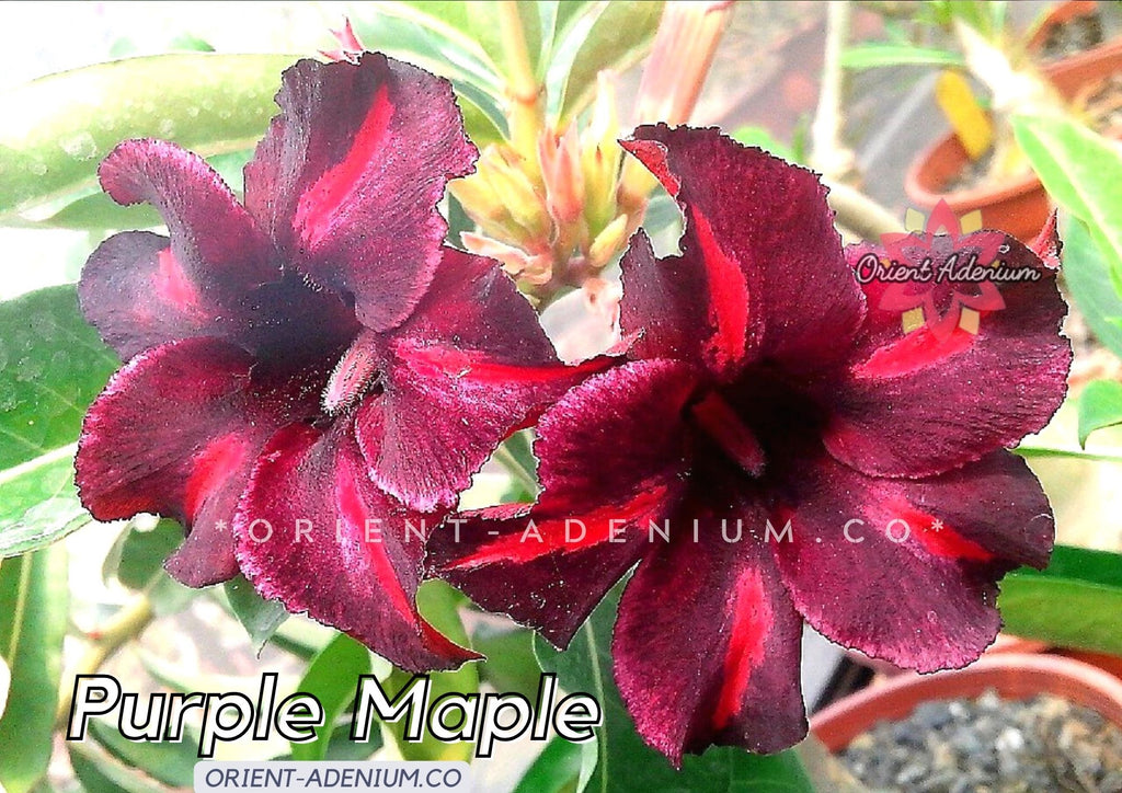 Adenium obesum Purple Maple seeds