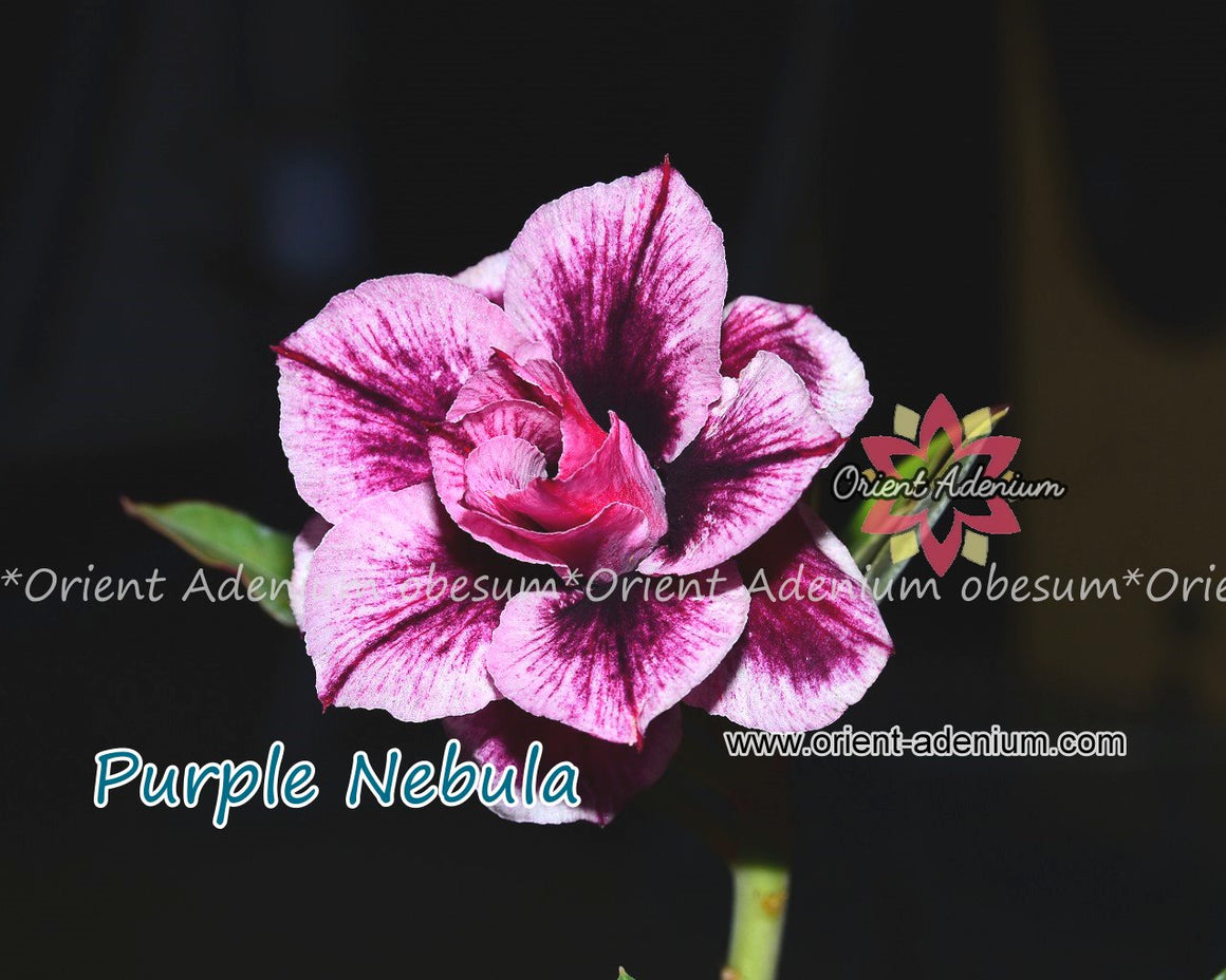 Adenium obesum Purple Nebula seeds