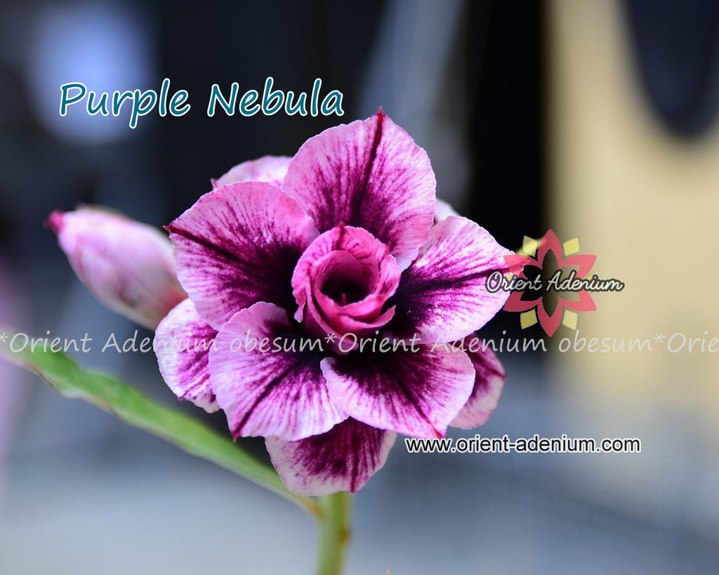 Adenium obesum Purple Nebula Grafted plant