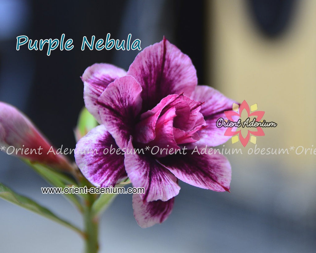 Adenium obesum Purple Nebula seeds