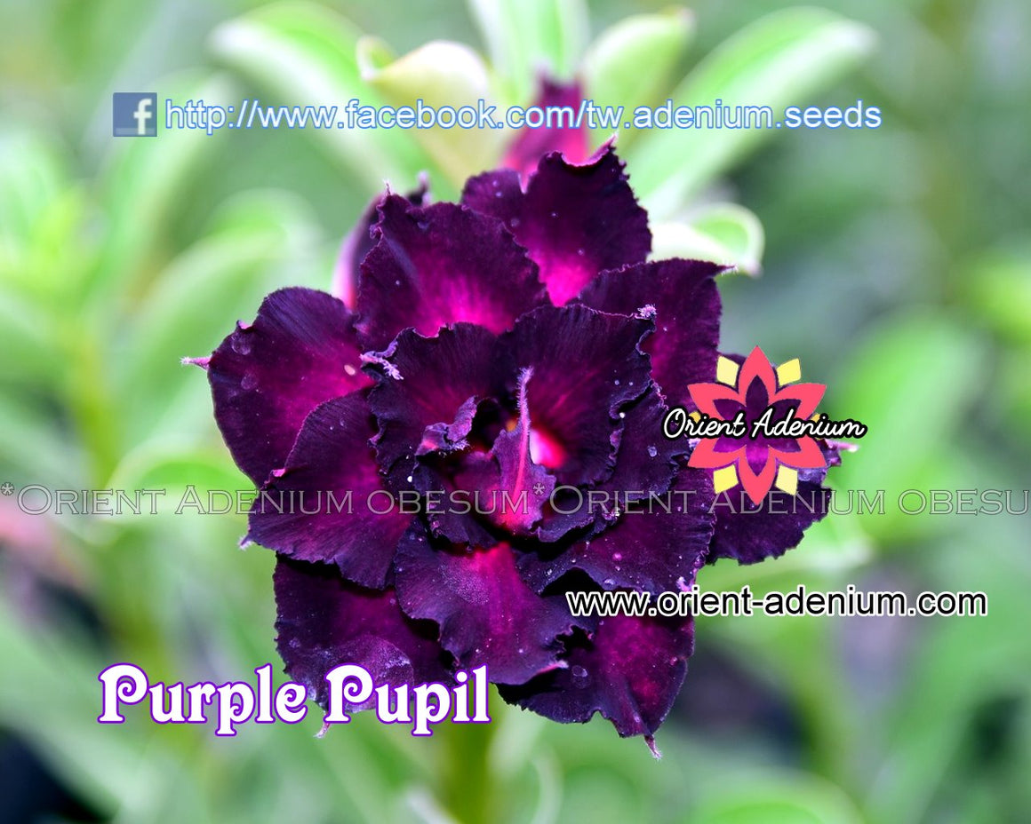 Adenium obesum Purple Pupil Grafted plant