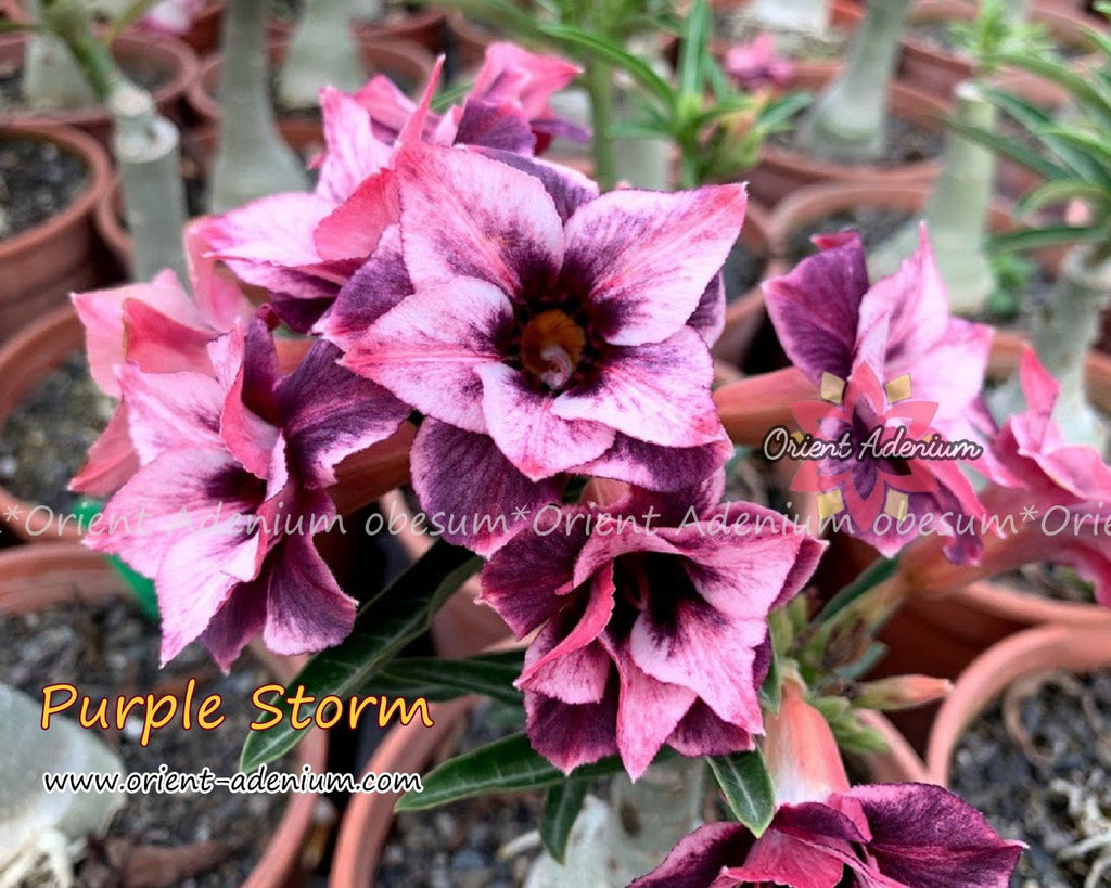 Adenium obesum Purple Storm Grafted plant