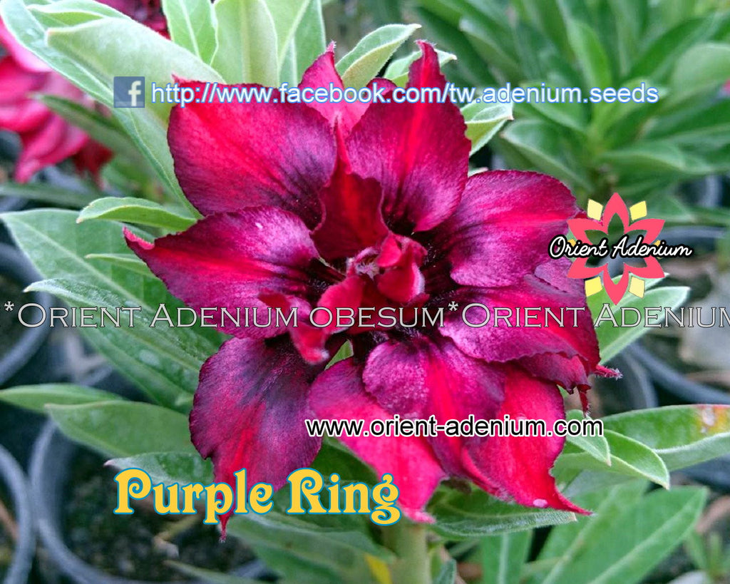 Adenium obesum Purple Ring Grafted plant