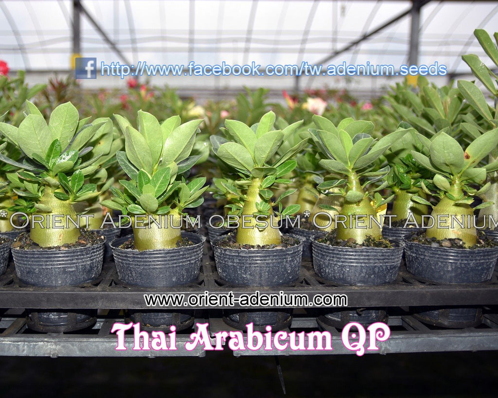 Thai Arabicum QP Seedling (3 inches pot)