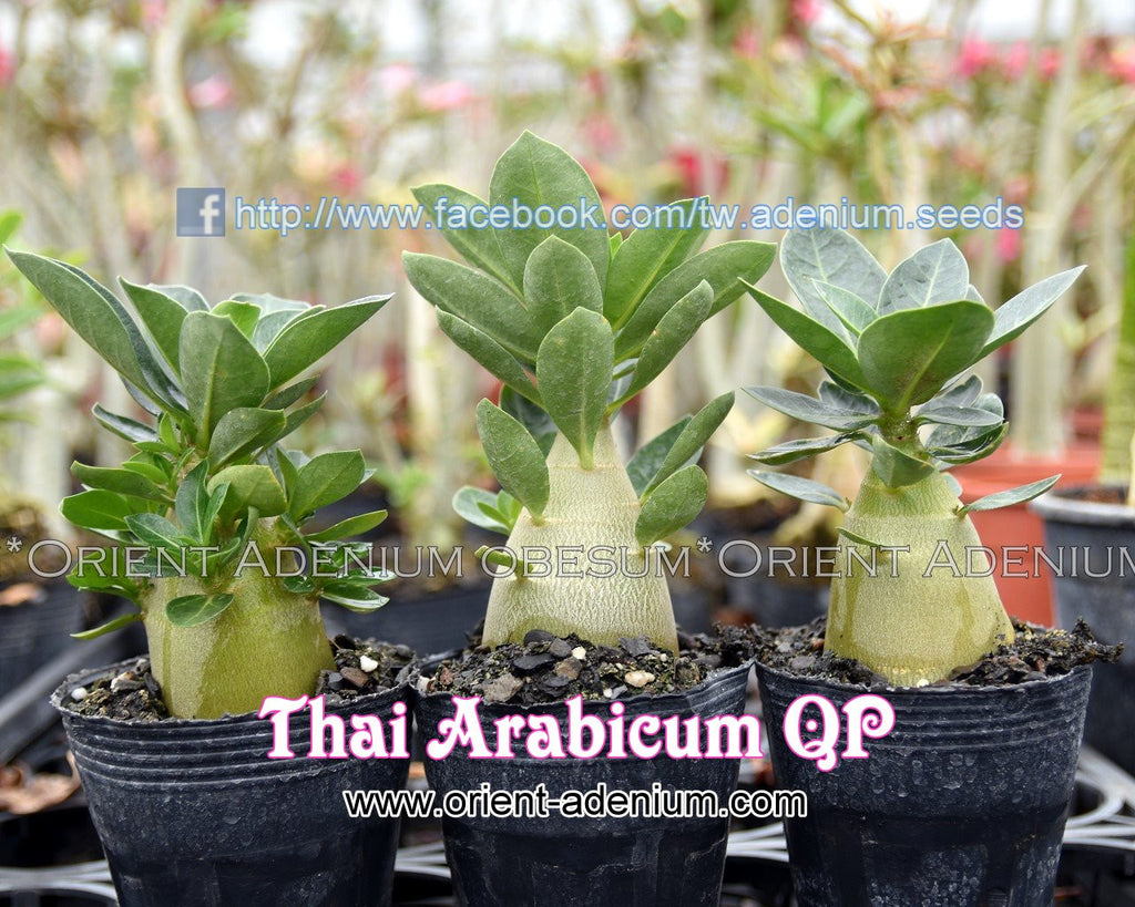 Thai Arabicum QP Seedling (3 inches pot)