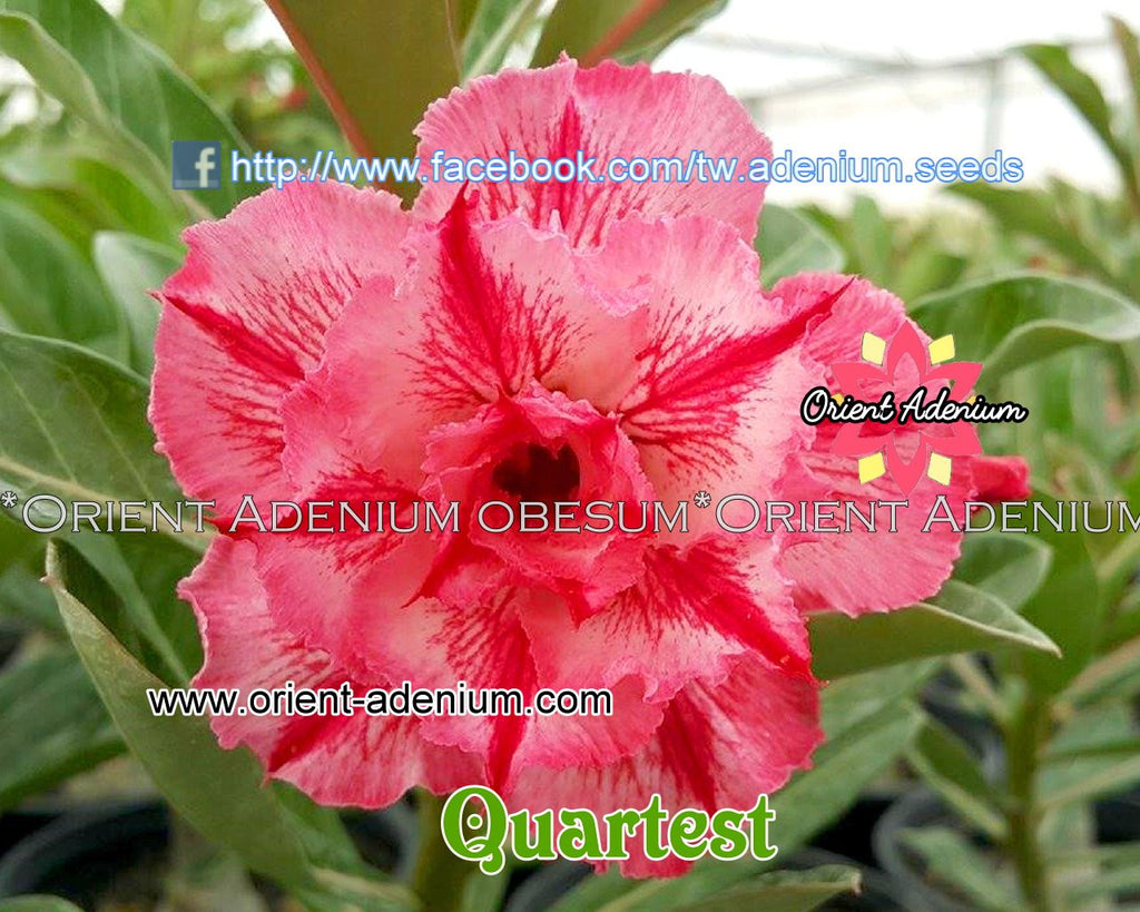 Adenium obesum Quartest Grafted plant