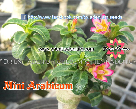 Adenium Mini Arabicum Grafted Plant