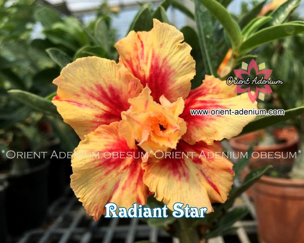 Adenium obesum Radiant Star Grafted plant