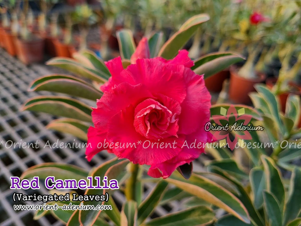 Adenium obesum Red Camellia Variegated Grafted plant