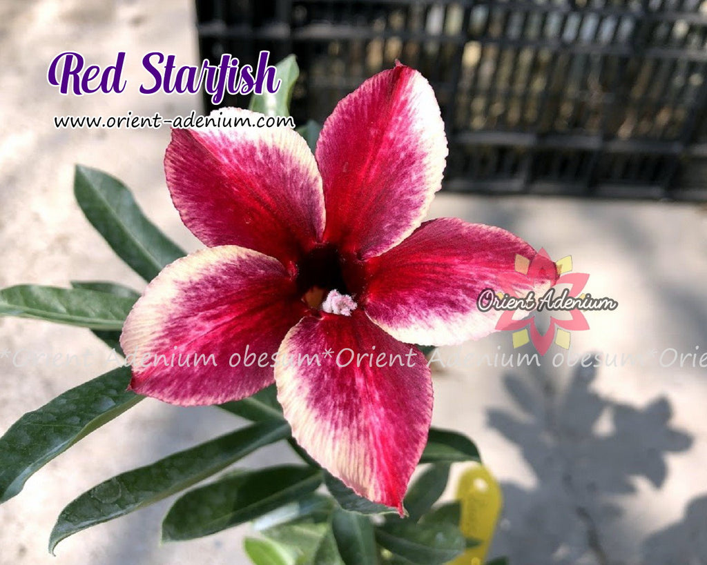 Adenium obesum Red Starfish Grafted plant