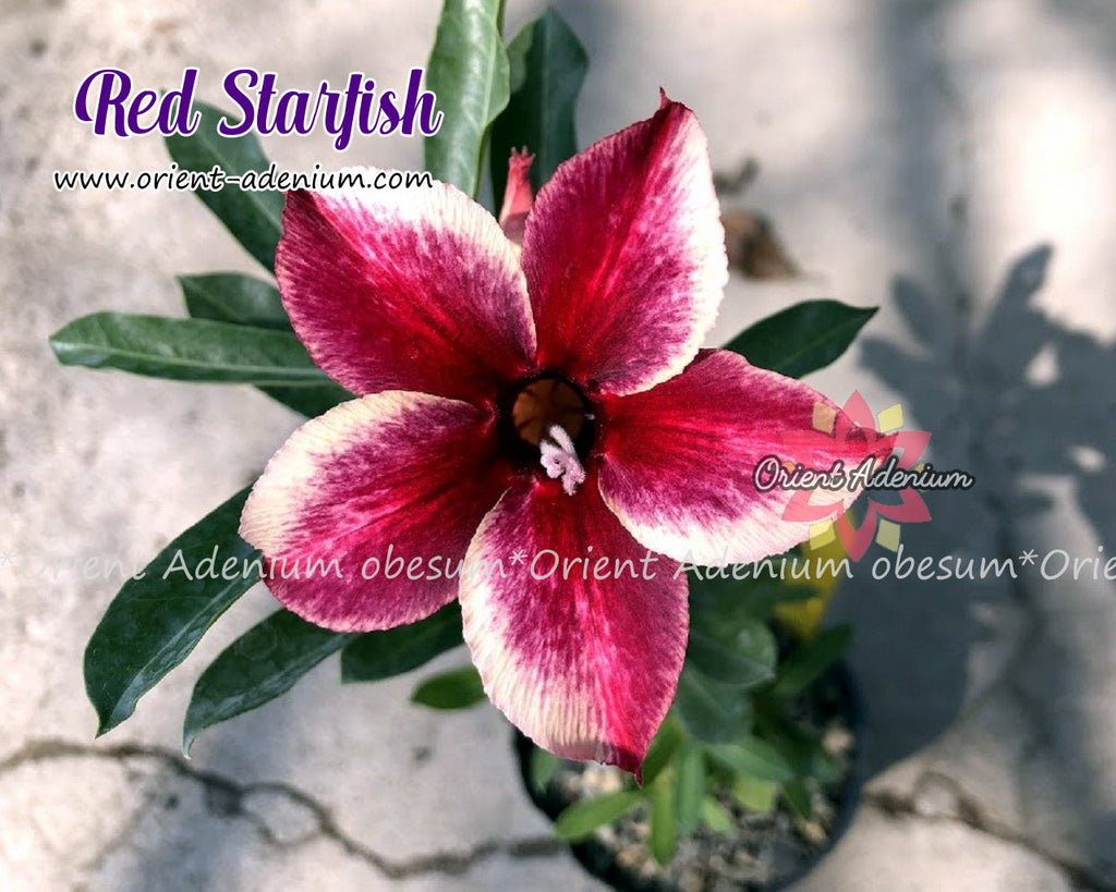 Adenium obesum Red Starfish Grafted plant