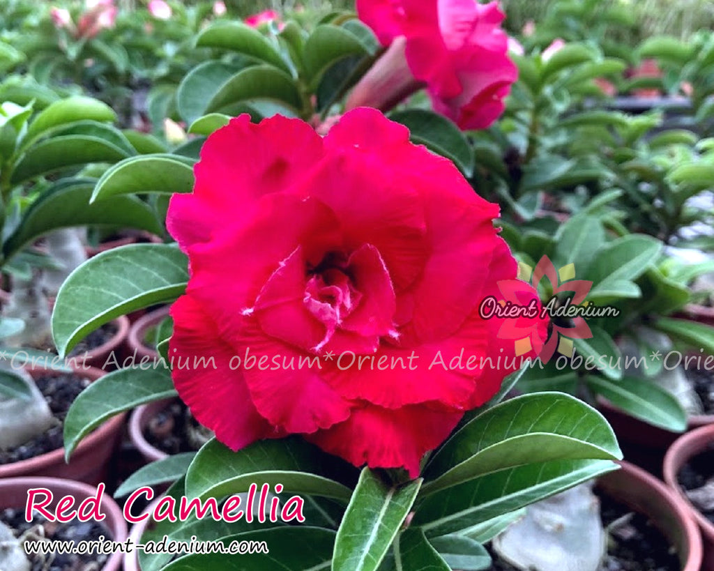 Adenium obesum Red Camellia Grafted plant