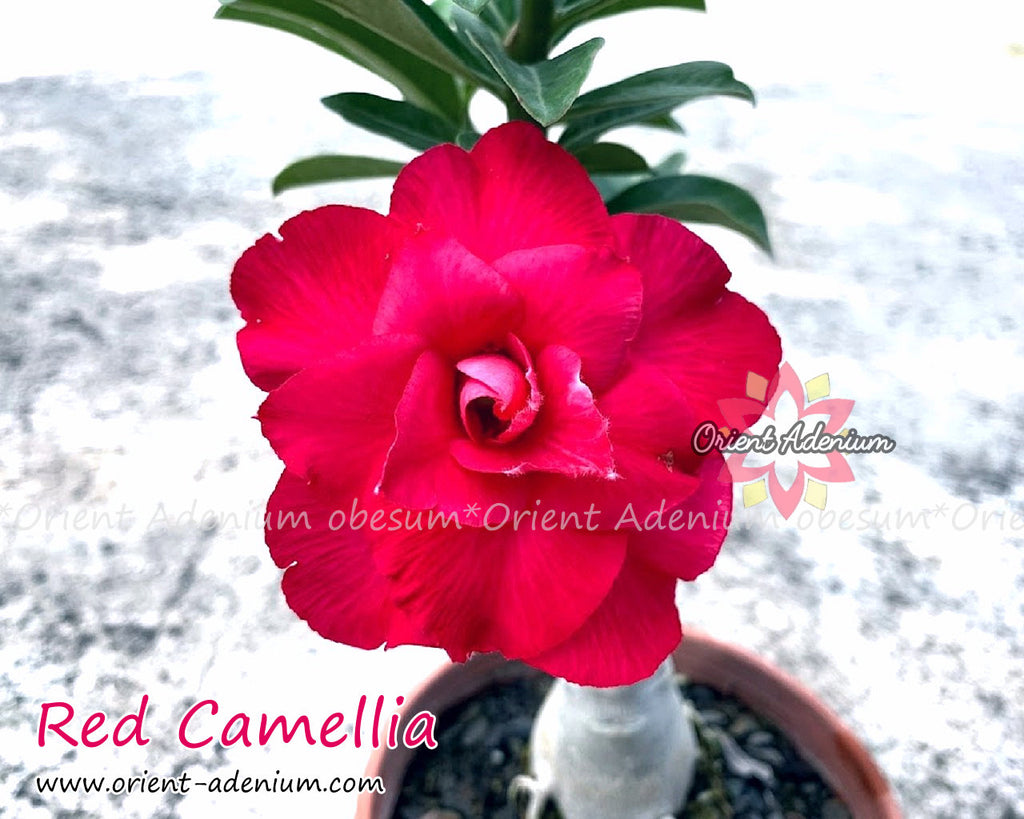 Adenium obesum Red Camellia Grafted plant