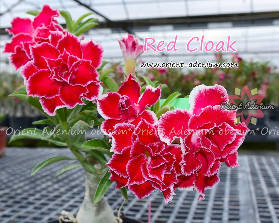 Adenium obesum Red Cloak Grafted plant