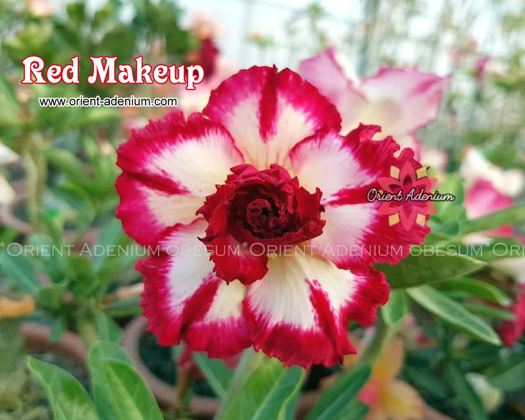Adenium obesum Red Makeup Grafted plant
