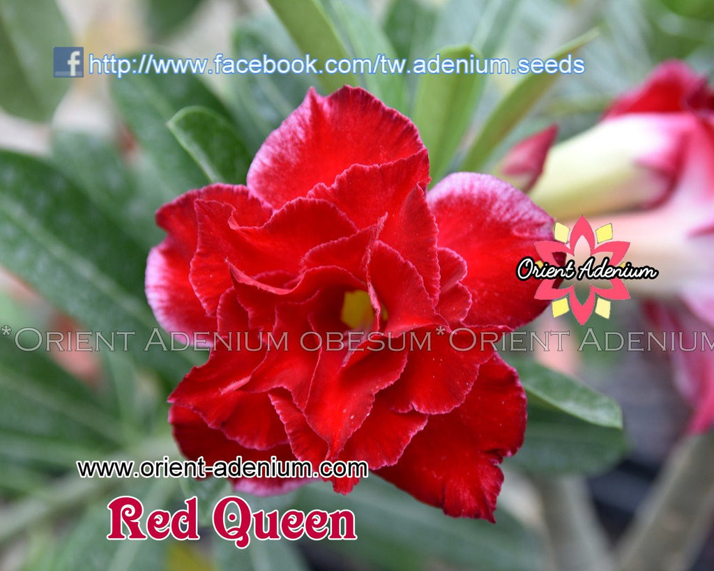 Adenium obesum Red Queen Grafted plant