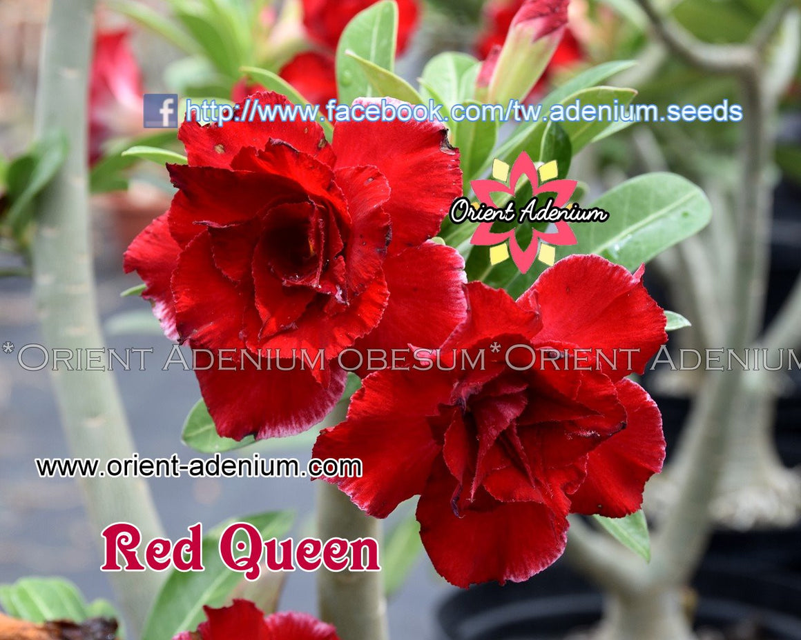 Adenium obesum Red Queen Grafted plant