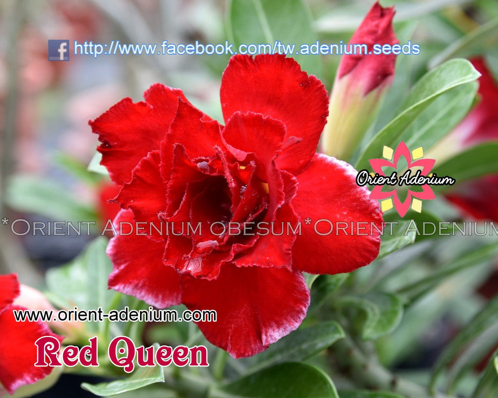 Adenium obesum Red Queen Grafted plant