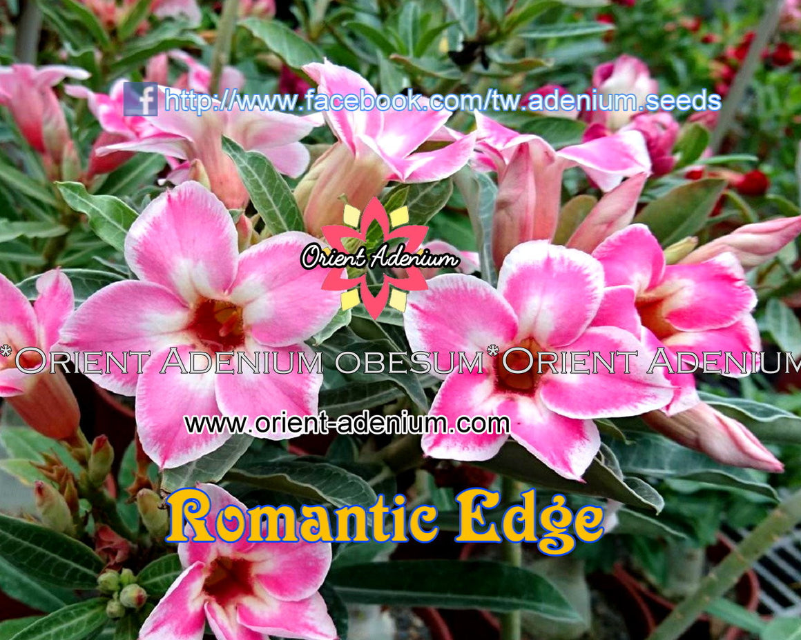 Adenium obesum Romantic Edge Grafted plant