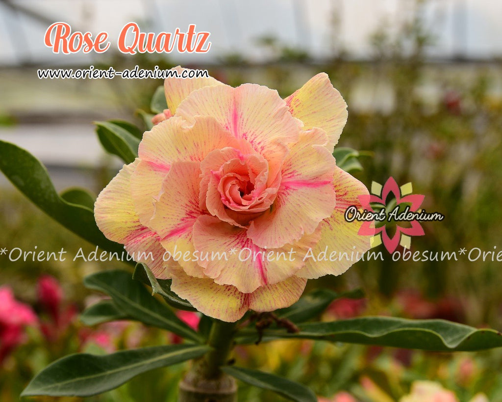 Adenium obesum Rose Quartz Grafted plant