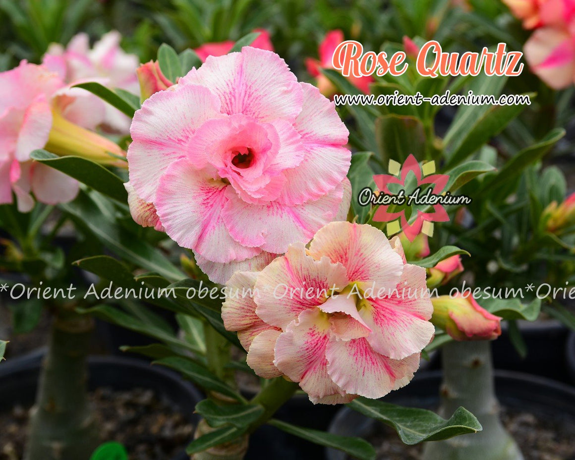 Adenium obesum Rose Quartz Grafted plant