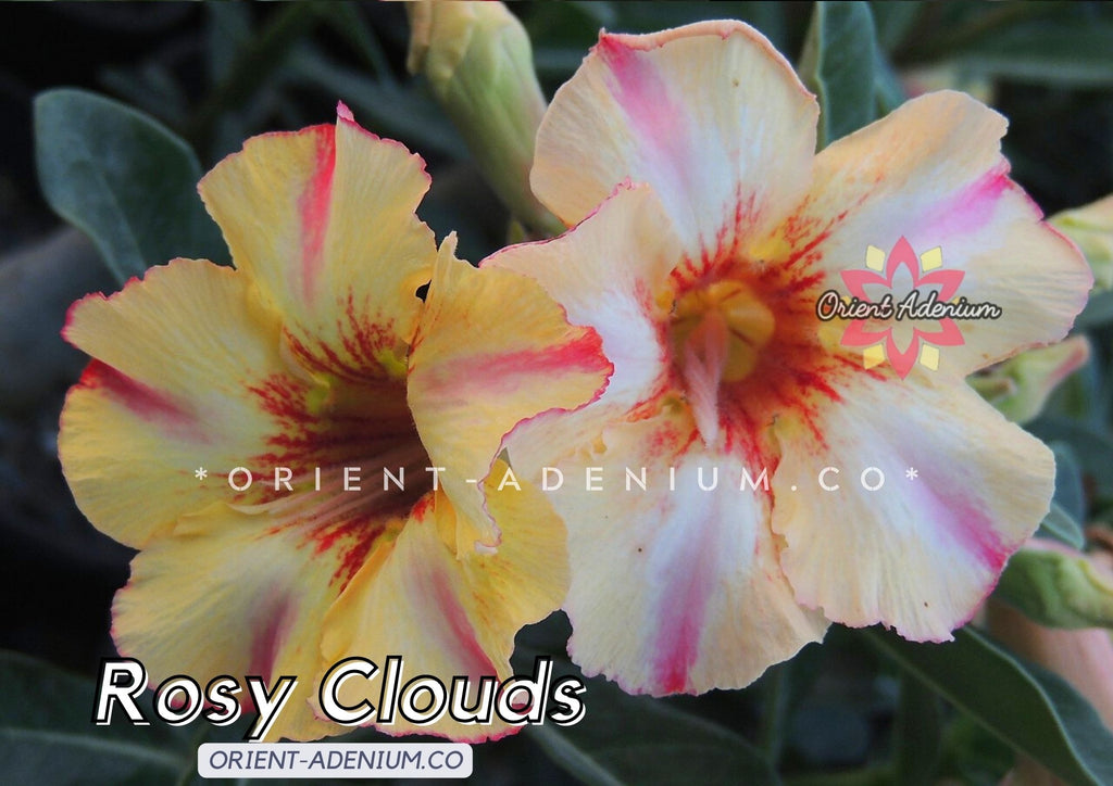 Adenium obesum Rosy Clouds seeds