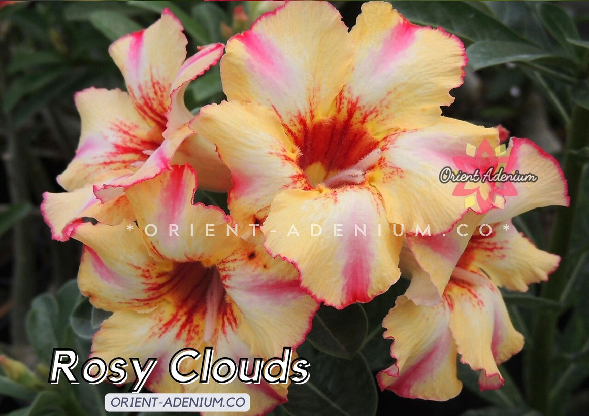 Adenium obesum Rosy Clouds seeds