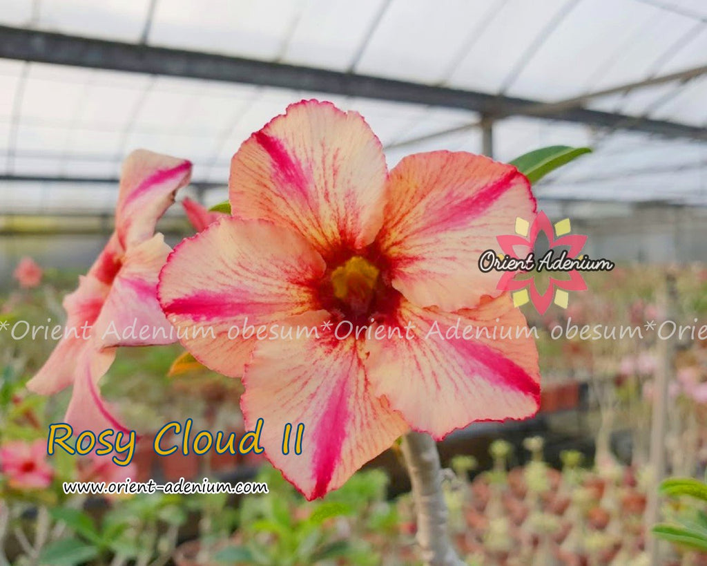 Adenium obesum Rosy Clouds II seeds