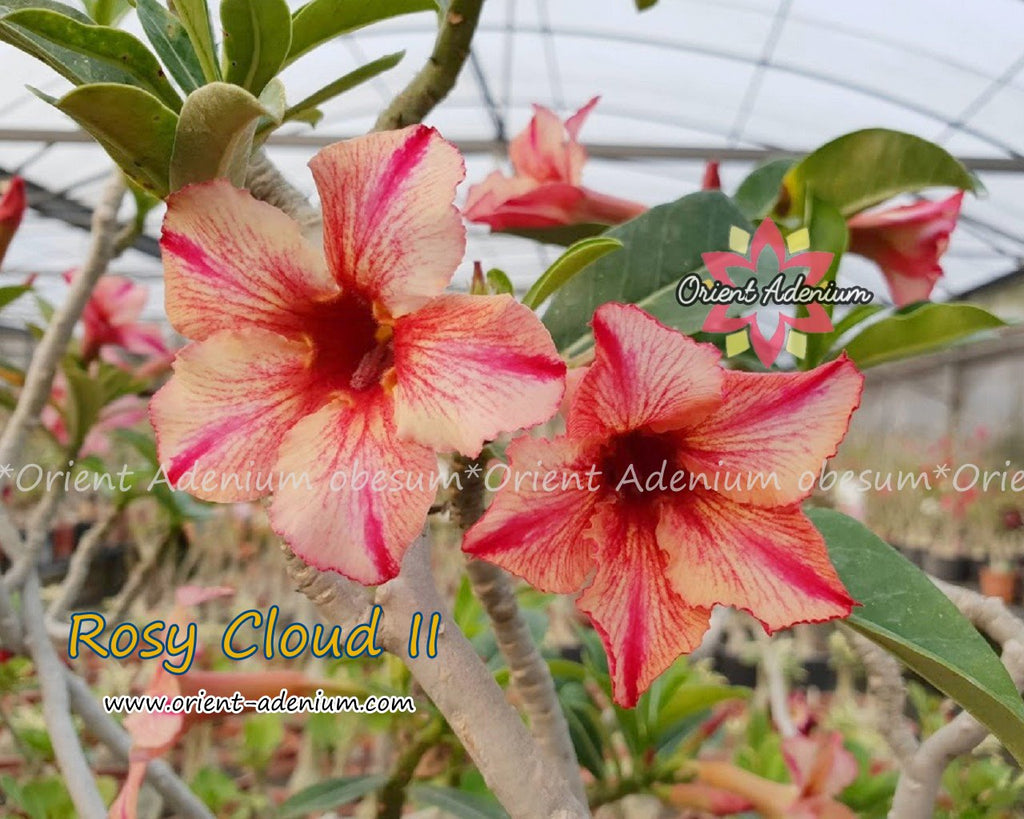 Adenium obesum Rosy Cloud II Grafted plant