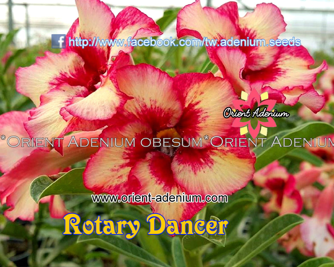 Adenium obesum Rotary Dancer Grafted plant
