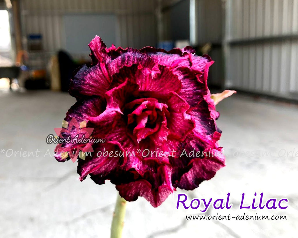 Adenium obesum Royal Lilac Grafted plant