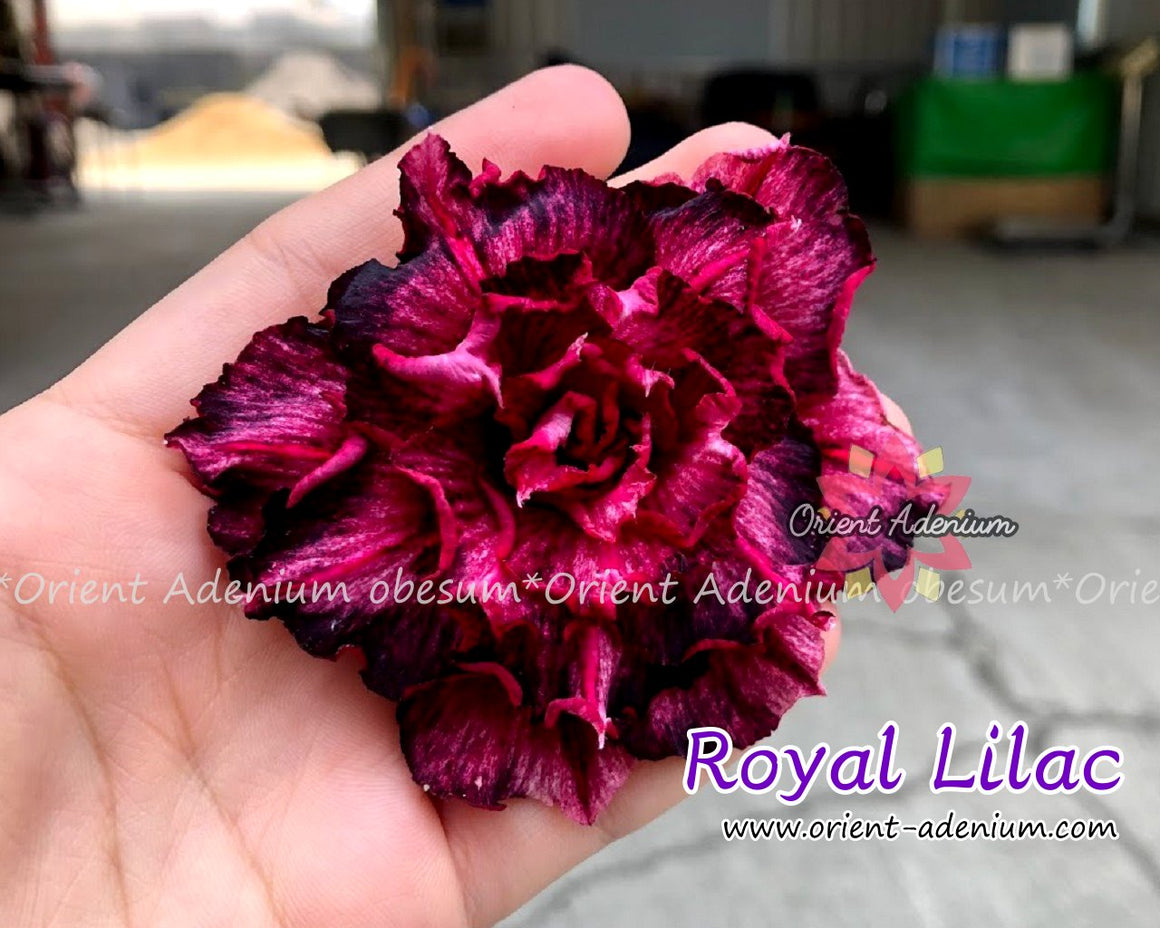 Adenium obesum Royal Lilac Grafted plant