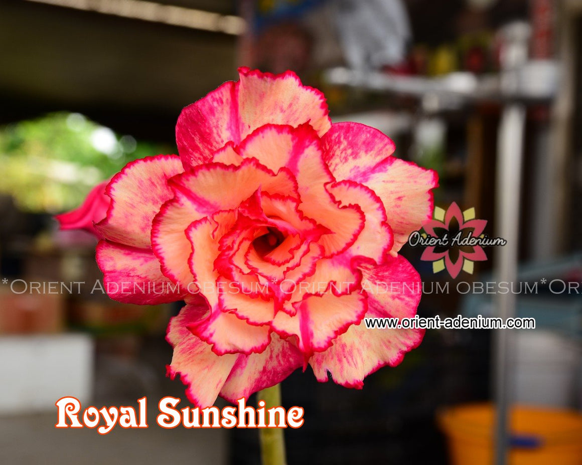 Adenium obesum Royal Sunshine seeds