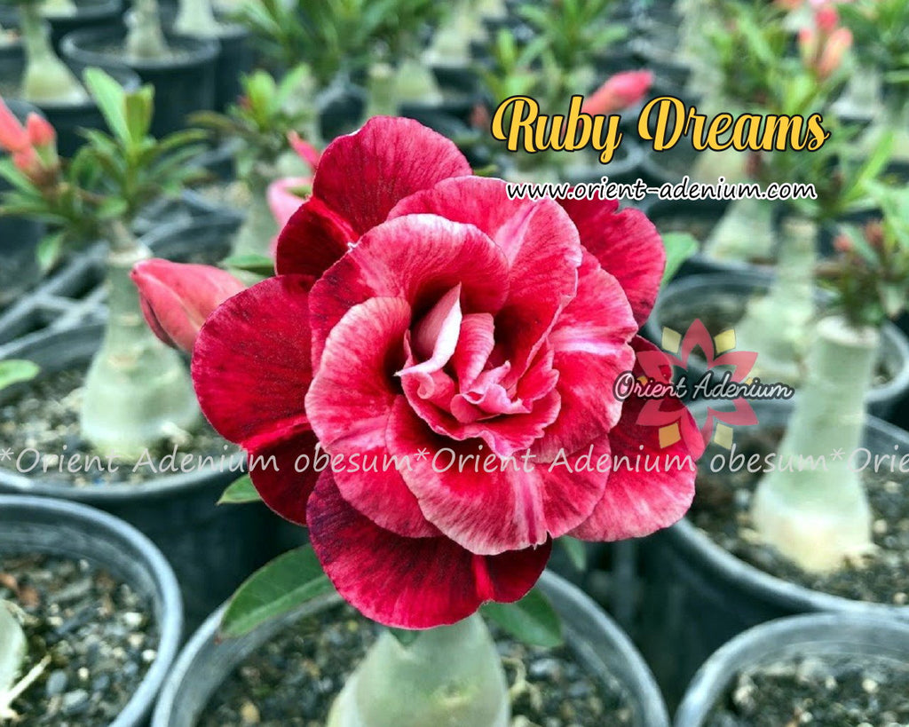 Adenium obesum Ruby Dreams Grafted plant