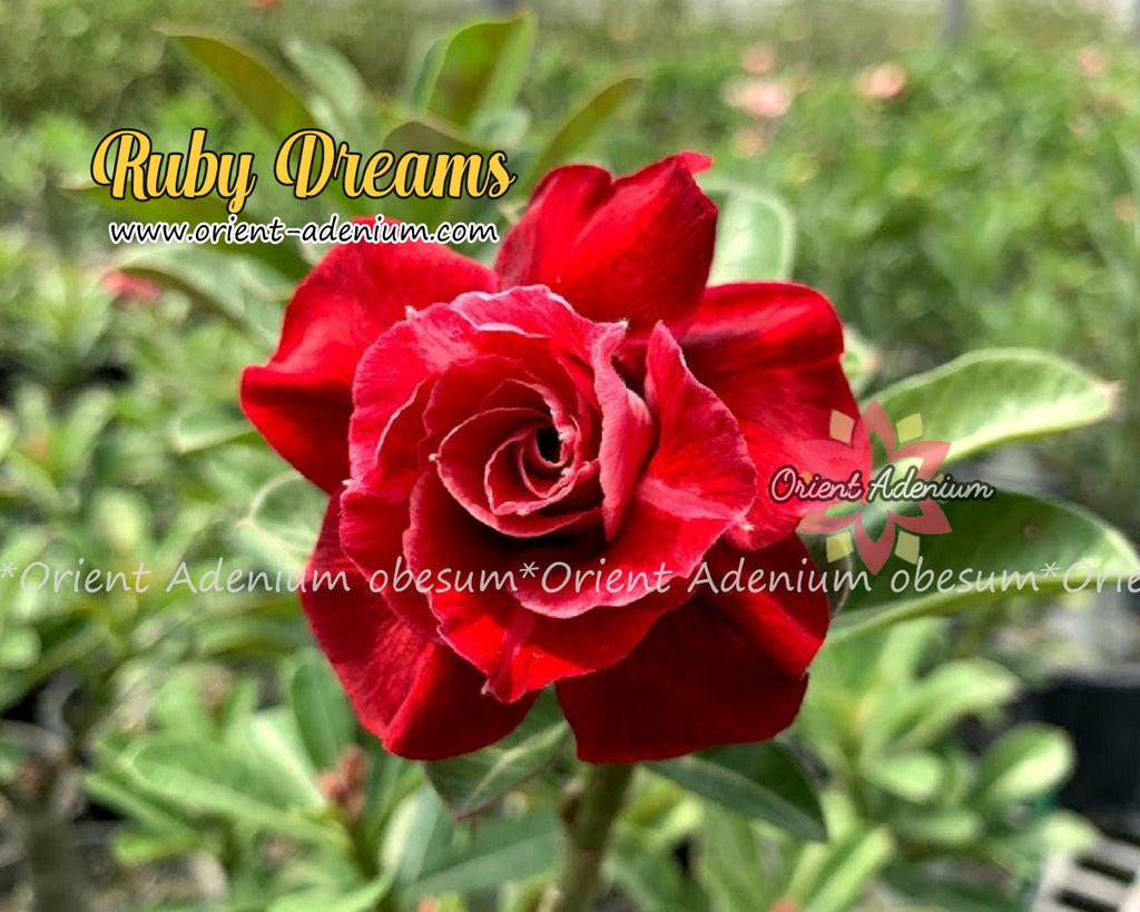 Adenium obesum Ruby Dreams Grafted plant