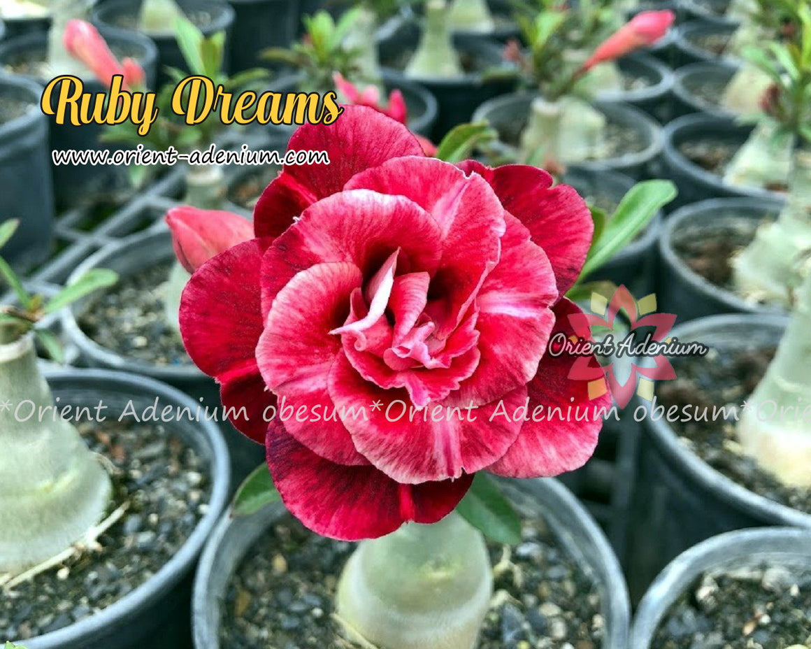 Adenium obesum Ruby Dreams Grafted plant