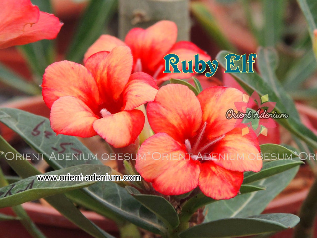 Adenium obesum Ruby Elf Grafted plant