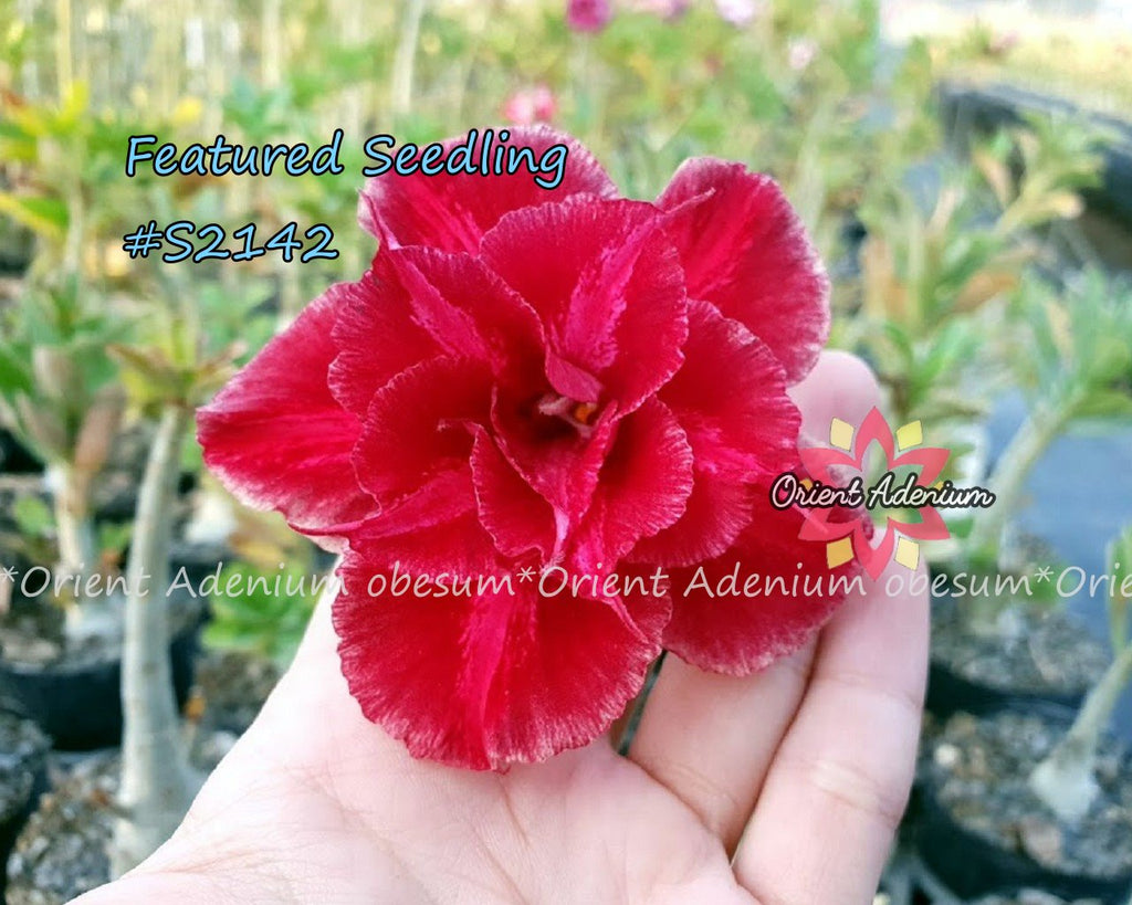 Adenium Featured Seedling #S2142