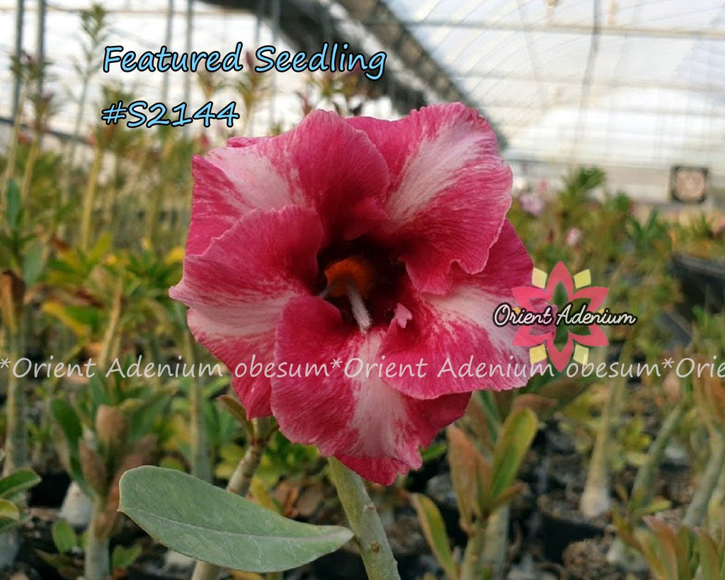 Adenium Featured Seedling #S2144
