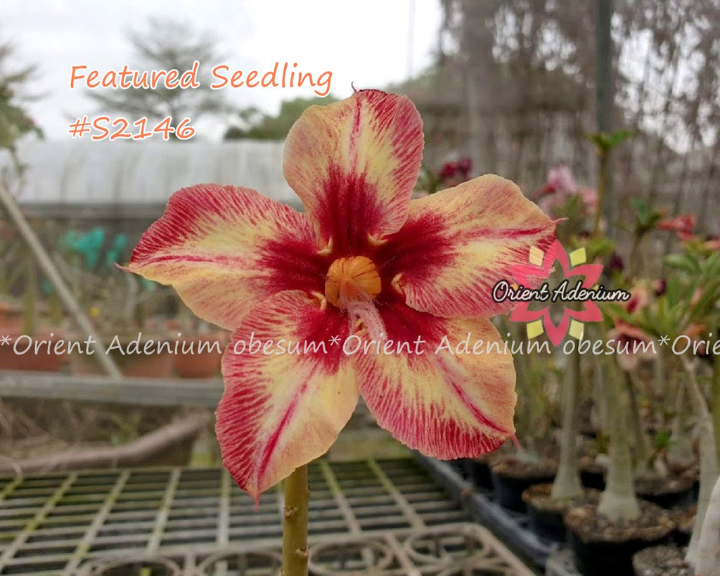 Adenium Featured Seedling #S2146