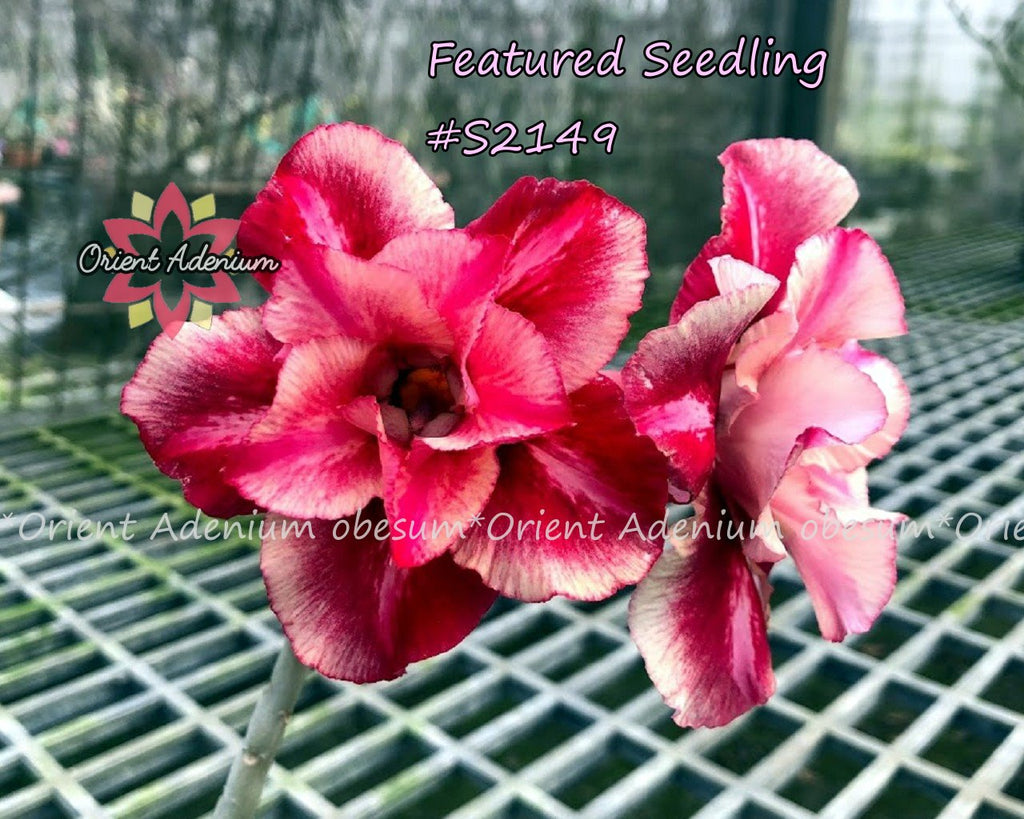 Adenium Featured Seedling #S2149