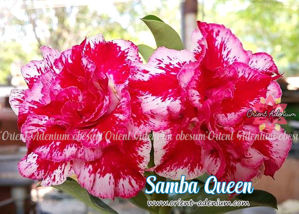 Adenium obesum Samba Queen Grafted plant