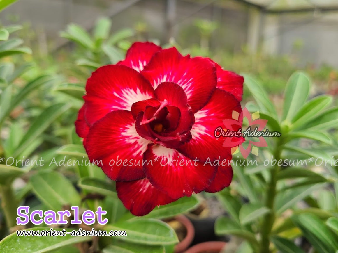Adenium obesum Scarlet Grafted plant